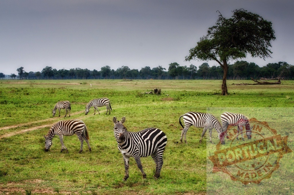 Zebras grazing in green savanna grassland Africa | Zebras grazing in a herd on a green savanna with trees under a cloudy sky - Realisiert mit Pictrs.com