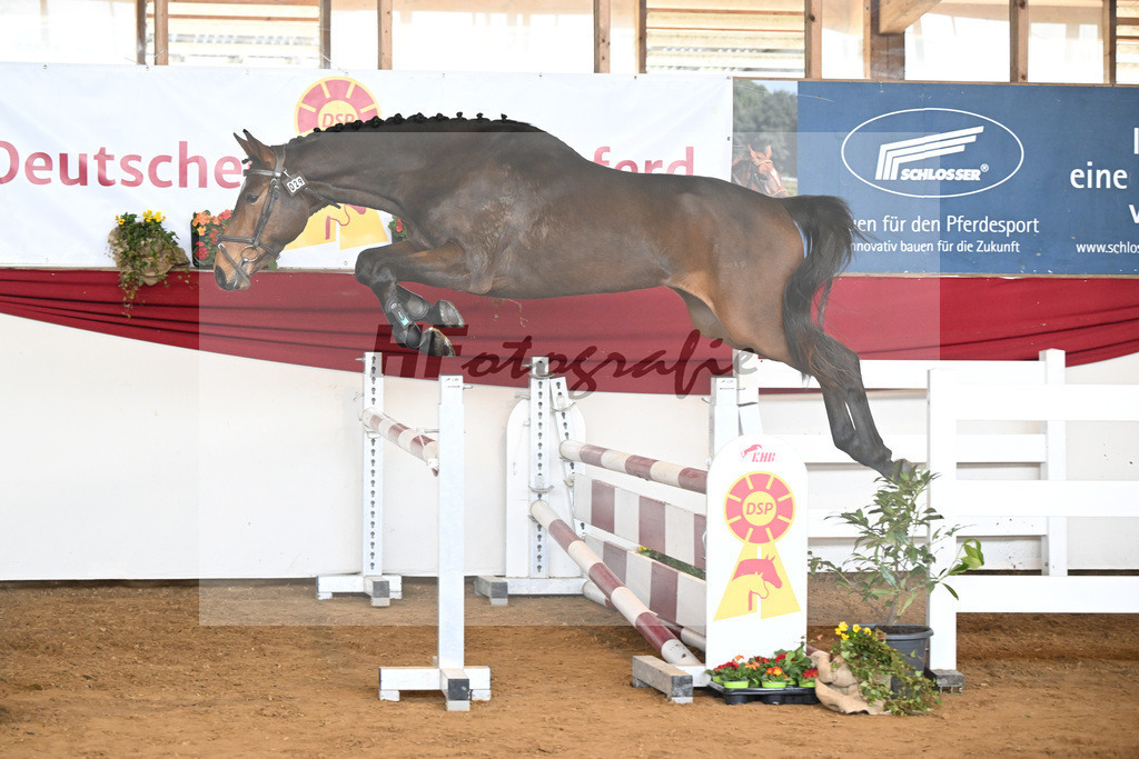 Kat-Nr. 29 Ari Z v. Adzaro de L Abbaye B_Friz_16250712 | hf-fotografie - Realisiert mit Pictrs.com