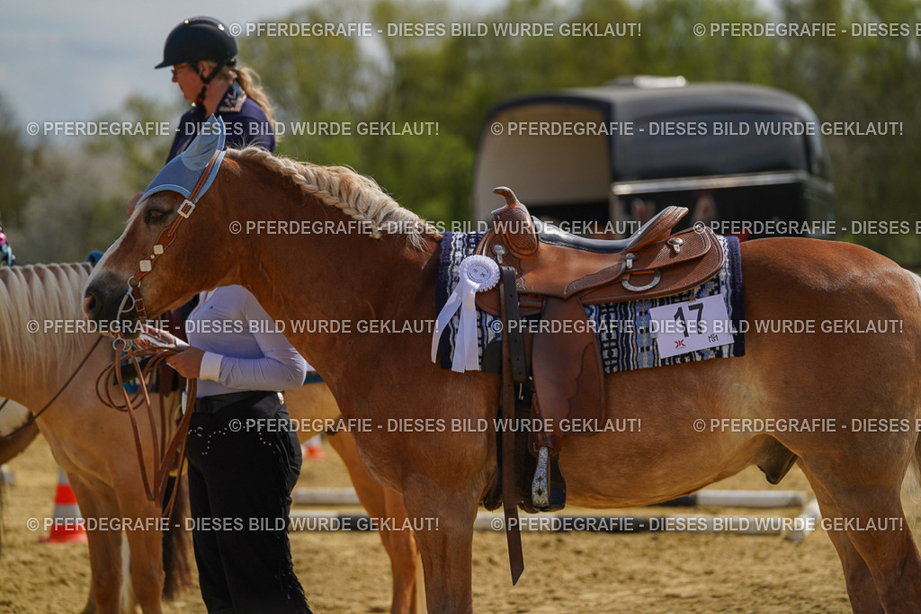 DSC04268 | Pferdegrafie