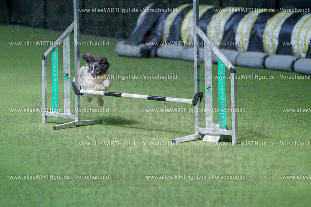 @allesWIRTHgut_Tierfotografie - www.allesWIRTHgut.de - 2604261326-7R501835 | Professionelle Tierfotografie in Mönchengladbach von Daniel Wirth (allesWIRTHgut). Liebevolle & natürliche Bilder von Hunden & Katzen für unvergessliche Erinnerungen.