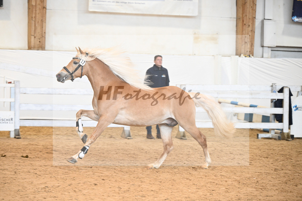 Kat-Nr. 17 v. Barios_Hartmann_6240366 | hf-fotografie - Realisiert mit Pictrs.com