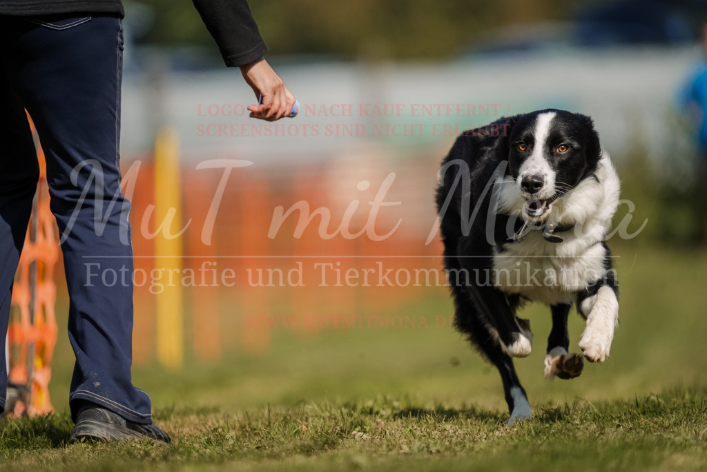 20250928_Hunderennen-514 | MuT (Mensch und Tier) mit Mona - Fotografie und Tierkommunikation - Realisiert mit Pictrs.com