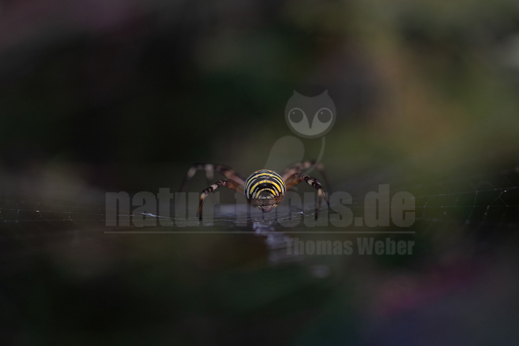 R5M20403_20260830 | Eine weibliche Wespenspinne (Argiope bruennichi) sitzt auf ihrem kunstvollen Radnetz und wartet auf Beute. Ihr Hinterleib zeigt eine charakteristische und auffällige gelb-schwarze Querstreifung, die an eine Wespe erinnert und Fressfeinde abschrecken soll. Die Wespenspinne ist in Europa weit verbreitet und bevorzugt sonnige, offene Lebensräume mit hoher Vegetation, wo sie ihre großen Netze zwischen Grashalmen oder niedrigen Büschen baut. Weibchen sind deutlich größer und farbenprächtiger als die unscheinbaren Männchen. - Realisiert mit Pictrs.com