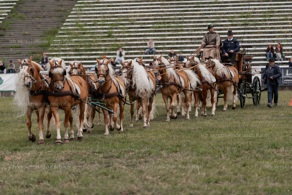 Showprogramm-161 | working equitationturnier fotograf videograf stoibphotography marixx film working equitation deutschland reitsport turnierfotografie eventfotografie equestrian events