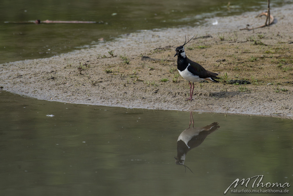 Kiebitz mit Spiegelung | Dies ist der Online-Shop von naturfoto.michaelthoma.de. Ich bin leidenschaftlicher Naturfotograf und fotografiere von der Andromedagalaxie bis zum Zwergtaucher, von der Ameise bis zum Orionnebel alles was mit Natur zu tun hat. Hier kann eine Auswahl meine - Realisiert mit Pictrs.com