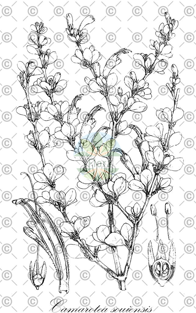 HistAbb_wfo-0000762884_1_ENZY_Simple | Historische Abbildung von Camarotea souiensis - Acanthaceae | Historical Illustration of Camarotea souiensis - Acanthaceae