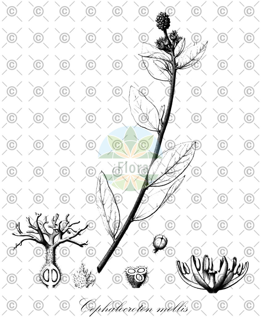 HistAbb_wfo-0000830471_1_ENZY_Simple | Historische Abbildung von Cephalocroton mollis - Euphorbiaceae | Historical Illustration of Cephalocroton mollis - Euphorbiaceae
