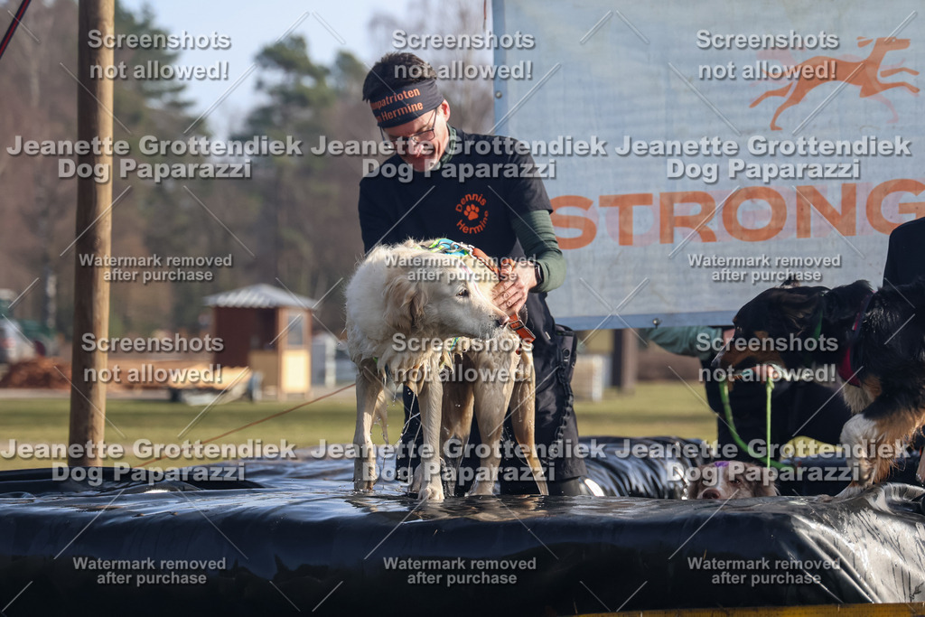 Dog Paparazzi - Strongdog North Mrz26-735 | Dog Paparazzi Jeanette Grottendiek Fotografie & Videografie - Realisiert mit Pictrs.com