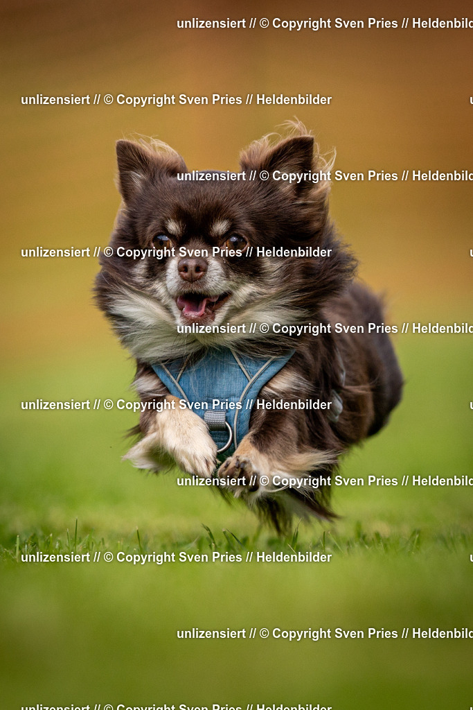 Sven Pries | 2024-09-22 - Hunderennen Baden-BadenPudelverein - Realisiert mit Pictrs.com