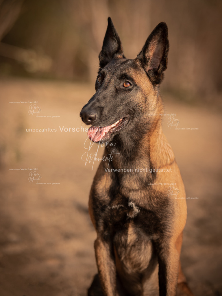 _16A0170-1 | Einzigartige Fotos von Hunden & Menschen –Actionfotos, Portraits, Vereinsaufnahmen & Paarshootings – authentisch, lebendig & mit Herz.