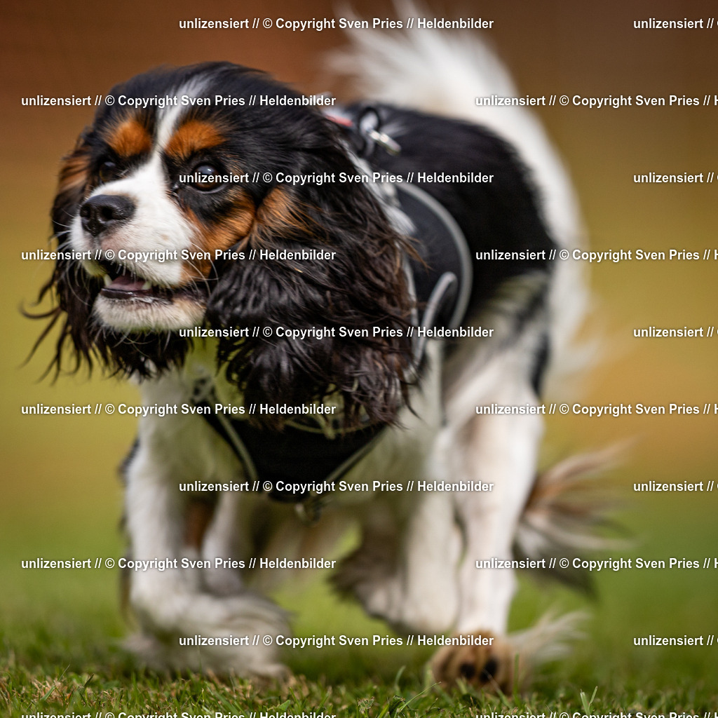 Sven Pries | 2024-09-22 - Hunderennen Baden-BadenPudelverein - Realisiert mit Pictrs.com