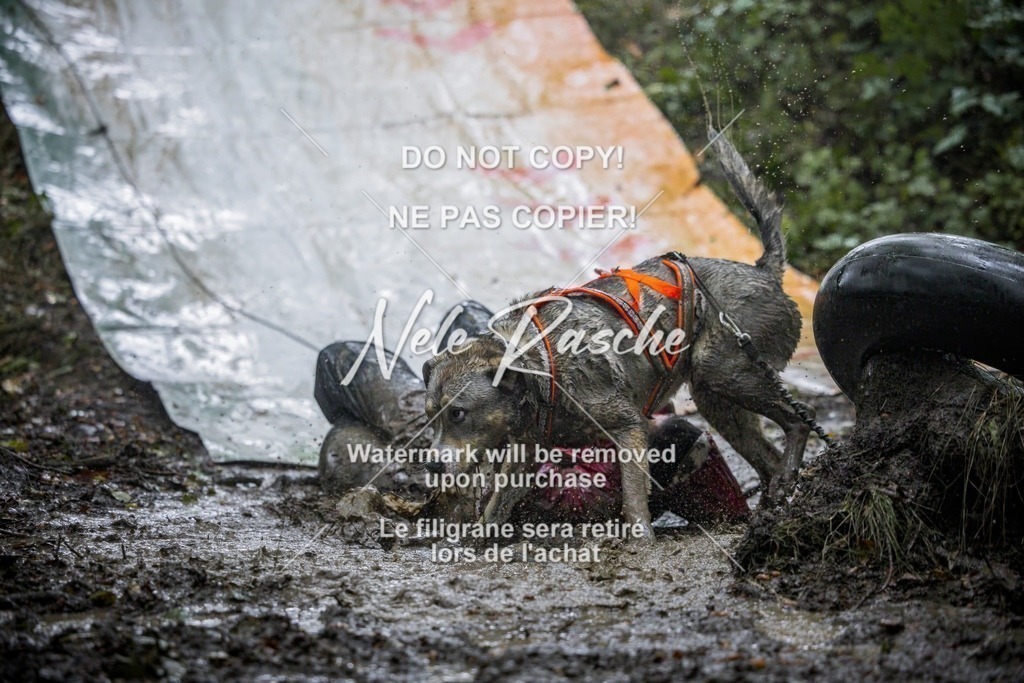 nelerasche_Hunsrück_Sa1200-1230_296-final | nelerasche