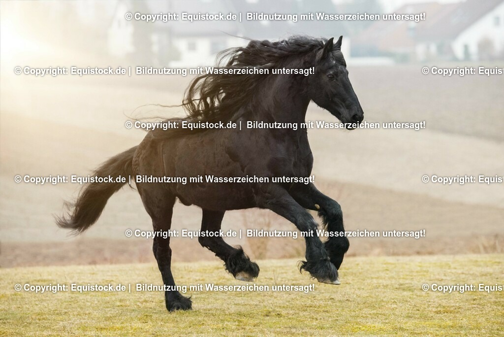 20150217_TOMsPiC_0004 | equistock