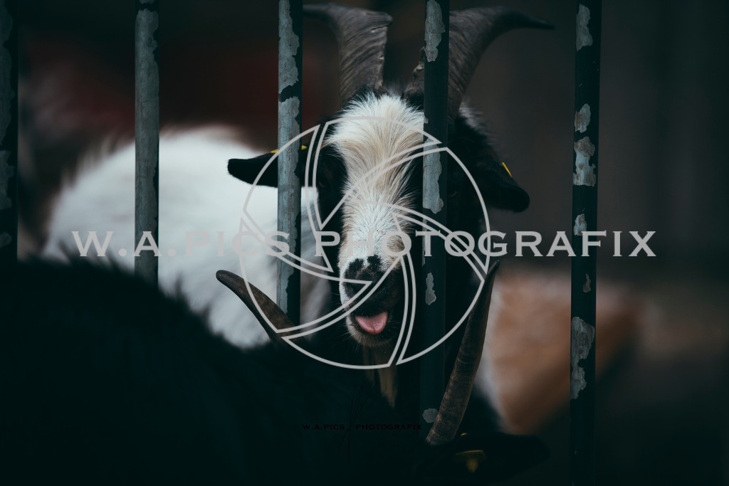 A-Willdoner_20251223_310 | Sport-,  Presse- und Eventbegleitung!
Contact me !
