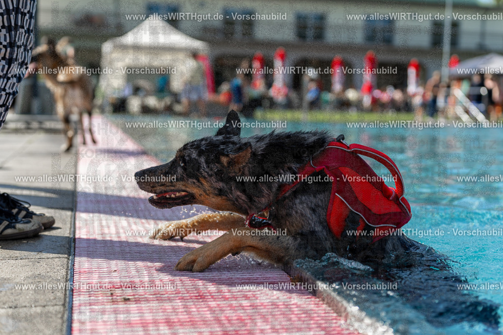 Hundeschwimmen_Volksbad_2026-allesWIRTHgut_Tierfotografie-2609061206-111619-7R500183 | Professionelle Tierfotografie in Mönchengladbach von Daniel Wirth (allesWIRTHgut). Liebevolle & natürliche Bilder von Hunden & Katzen für unvergessliche Erinnerungen.