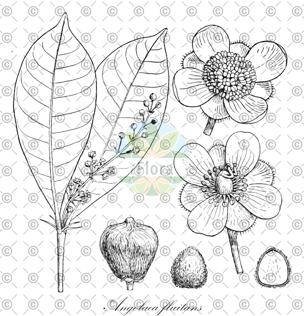 HistAbb_wfo-0000536542_258_ENZY_Simple | Historische Abbildung von Angolaea fluitans - Podostemaceae | Historical Illustration of Angolaea fluitans - Podostemaceae