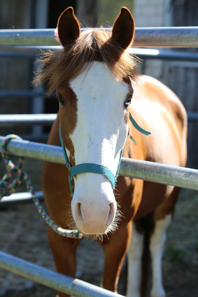DL2Q3097 | Willkommen bei Brunnmayr - Design & Fotografie – Ihrem Spezialisten für Reitturniere und Pferdeveranstaltungen in Oberösterreich, Salzburg und Bayern! Seit über 17 Jahren sind wir leidenschaftlich dabei.