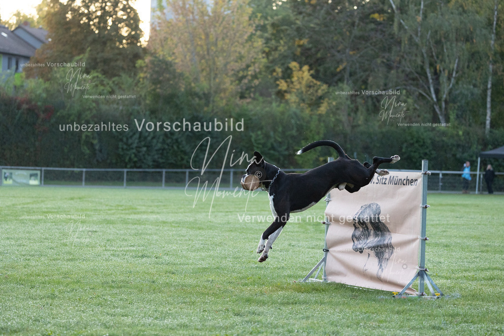 _16A5748 | Einzigartige Fotos von Hunden & Menschen –Actionfotos, Portraits, Vereinsaufnahmen & Paarshootings – authentisch, lebendig & mit Herz.