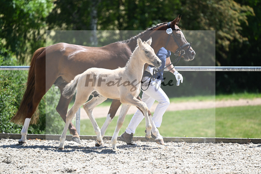 Kat-Nr. 5 HF Gold Garant_Kaus_16230658 | hf-fotografie - Realisiert mit Pictrs.com