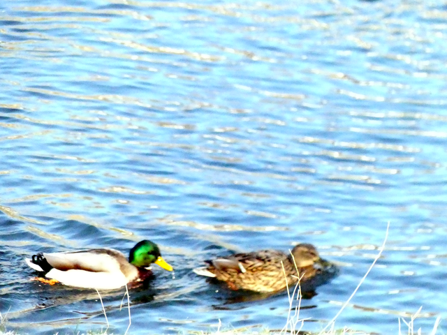 Entenpaar auf (dem) See | Verkauf von Fotos und  Videoclips zumThema Natur.Motive sind Pflanzen, Tiere, Landschaftenund Wetter - Realisiert mit Pictrs.com