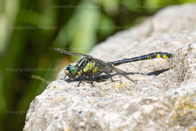 202130 | Tierfotografie, Tierkalender, Tierbilder, Insekten, Spinnen, Vögel, Schmetterling, Libellen, Leinwand, Colorkey, Qualität, Geschenkartikel, Geschenk - Realisiert mit Pictrs.com