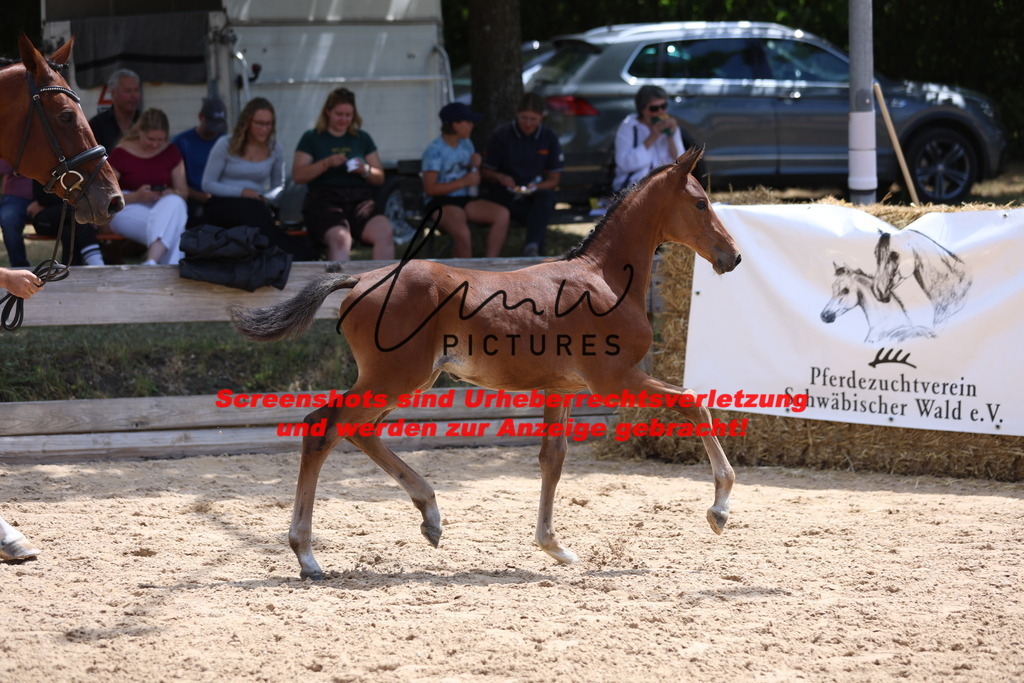 Fohlenschau_Schwäbisch_Hall_springbetonte_Fohlen_KN 19_18 | lmwpictures - Realisiert mit Pictrs.com