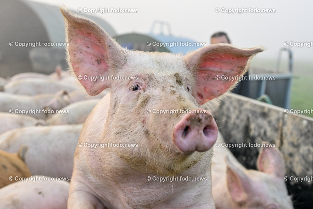 Schweine_ 18.12.2023-10 | 18.12.2023, Linz, AUT, Bauernhof, im Bild Bauernhof, Stall, Schweine, Schweinehaltung, Schweinezucht, Fleisch, Hausschwein, Landwirtschaft, Aufzucht, Bio