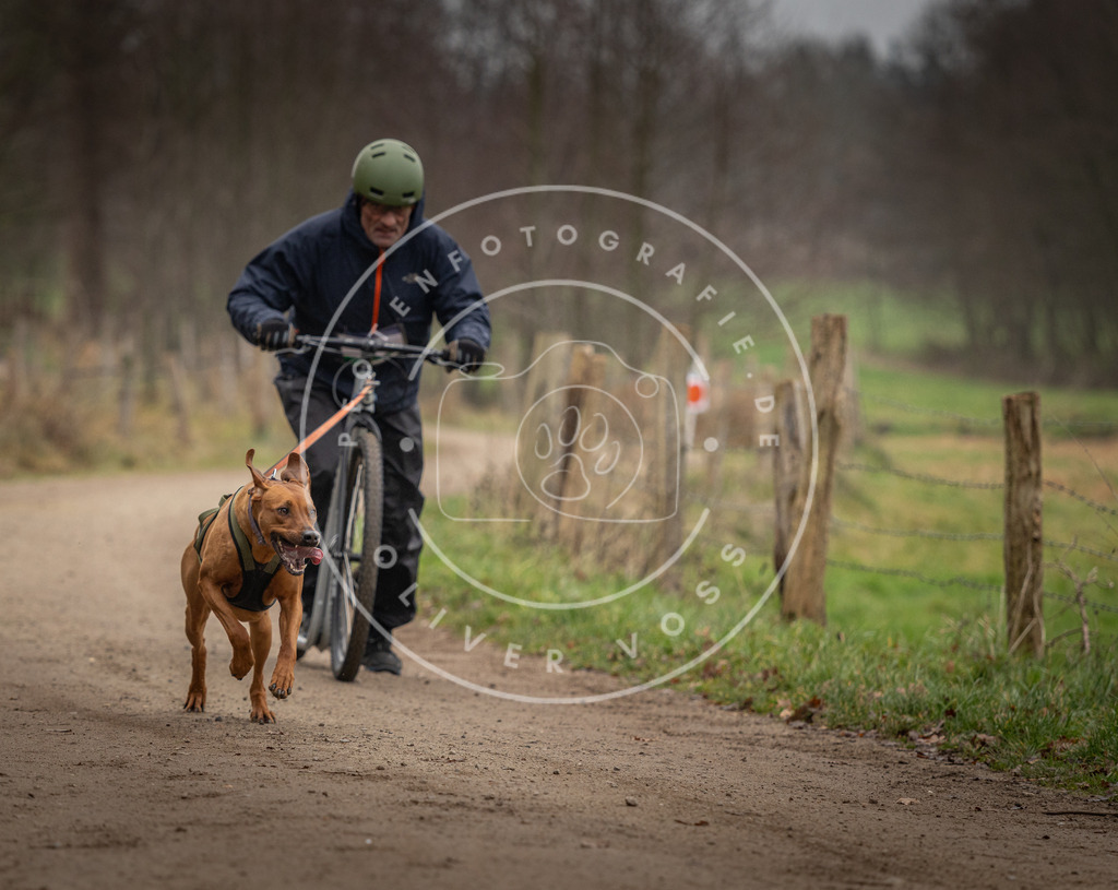 Pfotenfotografie_DV3A2617 | Hundefotografie, Tierfotograf, Pfotenfotografie, Fotoshooting Hund, Hunde Portrait, Hundesport, Hundeportraits, Heideshooting, Hunde, Sportfotograf, Hundefotograf, Turnierhundsport, THS,  - Realisiert mit Pictrs.com