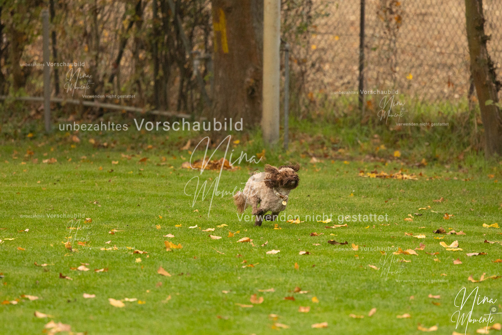 _16A0577 | Einzigartige Fotos von Hunden & Menschen –Actionfotos, Portraits, Vereinsaufnahmen & Paarshootings – authentisch, lebendig & mit Herz.