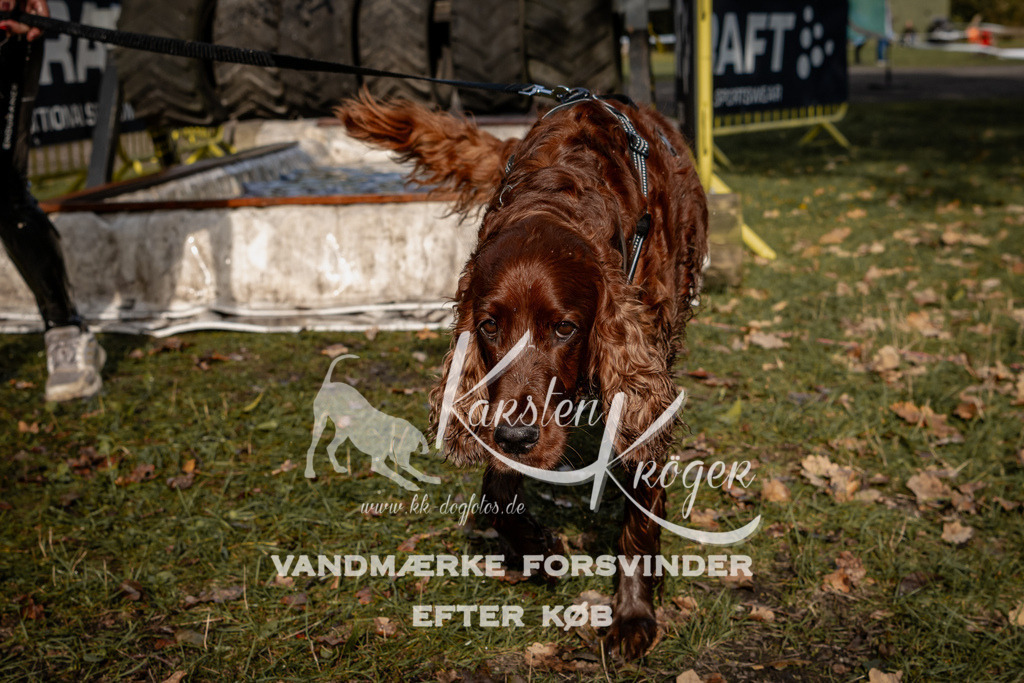1327_ZZ92668 | kk-dogfotos