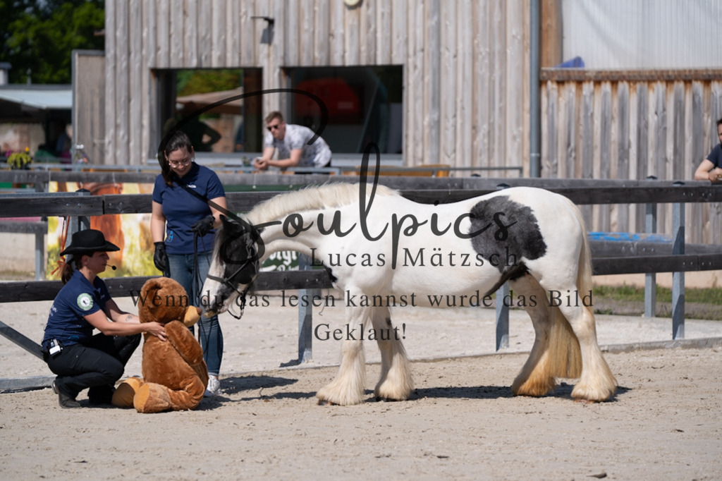 A7V01858 | Pferdefotograf