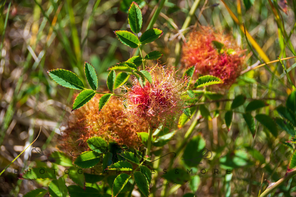 _Kandesterne22-1585 | Photographies and more - Realisiert mit Pictrs.com