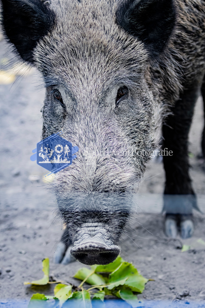 IMG_3080 | SportEventFotografie - Roman Stoiber