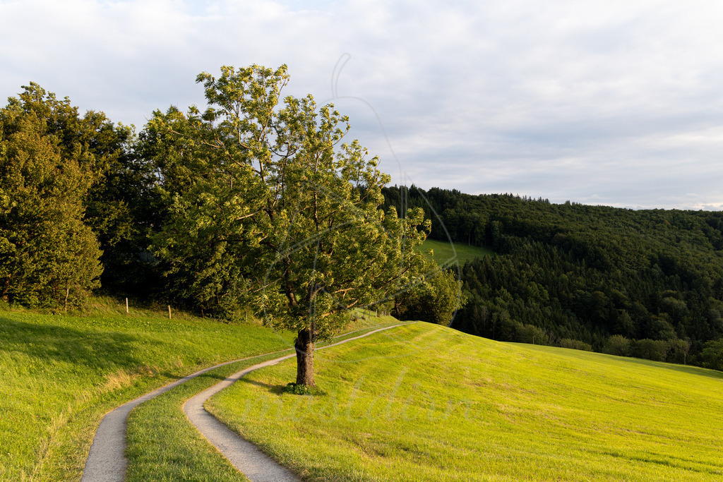 Blassenstein Wanderweg | Ihre Fotografin im Lungau, ihre Fotografin im Mostviertel, Wandbilder Onlineshop, Imagefotos für Ihr Unternehmen,  - Realisiert mit Pictrs.com