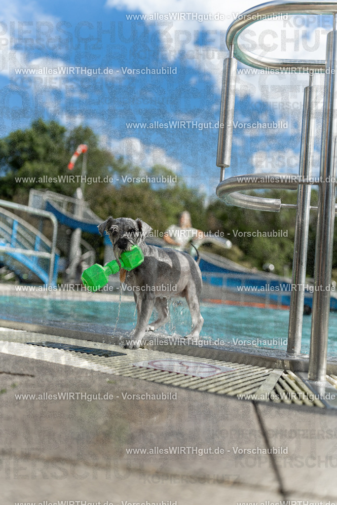 Hundeschwimmen_Volksbad_2026-allesWIRTHgut_Tierfotografie-2609061518-7R501425 | Professionelle Tierfotografie in Mönchengladbach von Daniel Wirth (allesWIRTHgut). Liebevolle & natürliche Bilder von Hunden & Katzen für unvergessliche Erinnerungen.