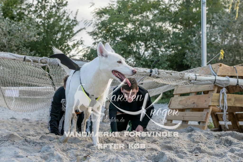 1617_ZZ96904 | kk-dogfotos