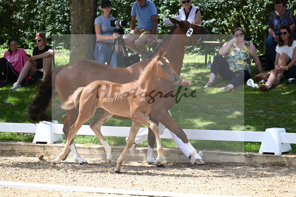 Kat-Nr. 34 SF Floricello x Del Piero_Wackerl_27230548 | hf-fotografie - Realisiert mit Pictrs.com