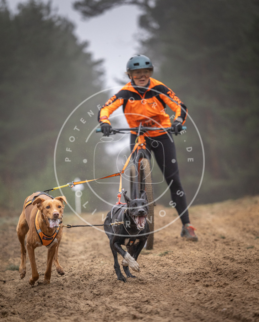 Pfotenfotografie_DV3A1030 | Hundefotografie, Tierfotograf, Pfotenfotografie, Fotoshooting Hund, Hunde Portrait, Hundesport, Hundeportraits, Heideshooting, Hunde, Sportfotograf, Hundefotograf, Turnierhundsport, THS,  - Realisiert mit Pictrs.com