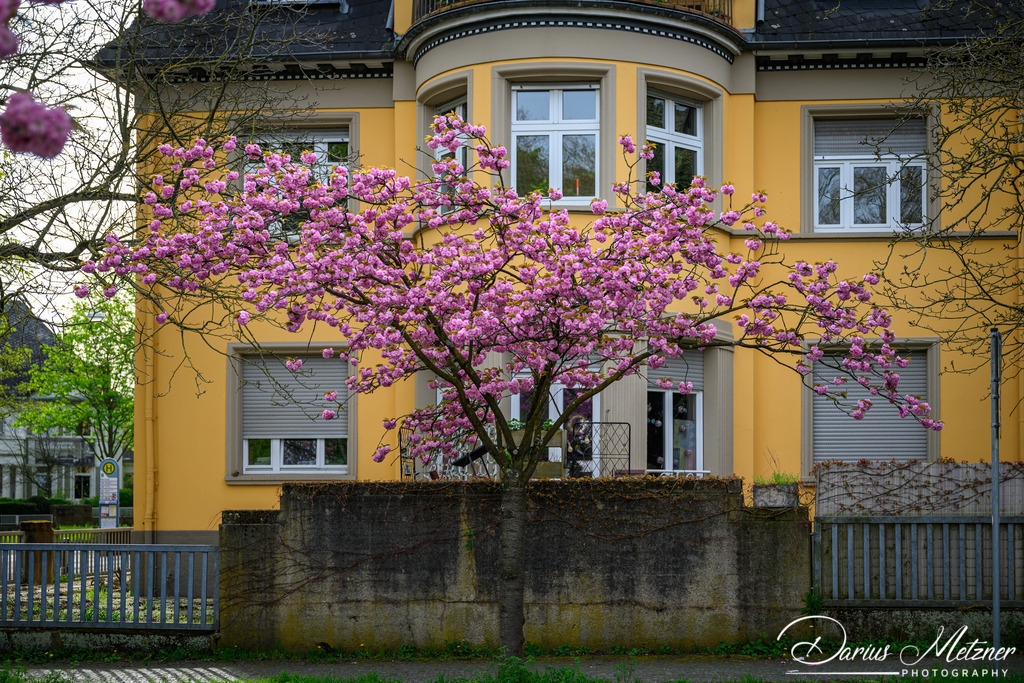 DSC_9475 | Fotografien, Fotos und Bilder aus Mainz, Frankfurt, Wiesbaden und anderen Orten auf der Welt - Fotografiert von Darius Metzner