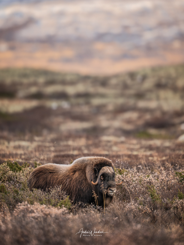 Fels aus Fell | Andre Wandrei - Nature Artworx - Realisiert mit Pictrs.com