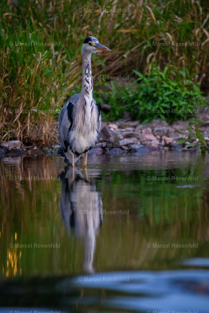 _DSC9313 | foto-rosenfeld