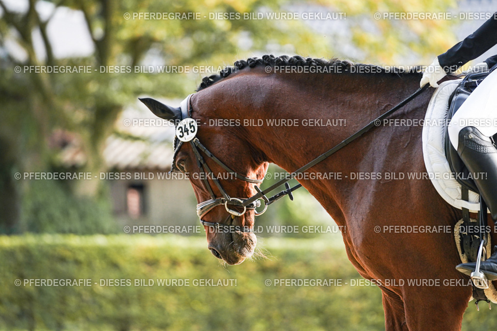 DSC05587 | Pferdegrafie