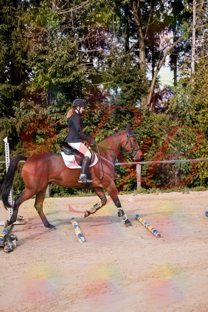 2026_10_03_Siefer-Hof_143436_Z81_02422319 | Professionelle Reitsport-, Turnier- und Eventfotografie von Robert Broda. Galerien mit ausgewählten und bearbeiteten Bildern direkt online ansehen und bestellen.