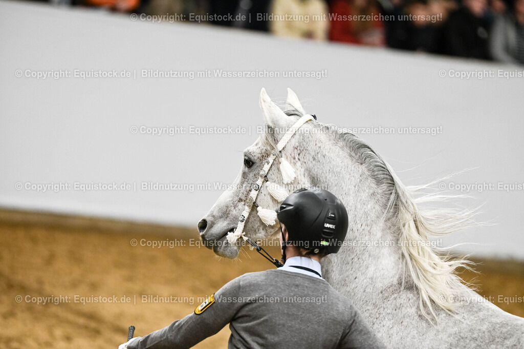 20260307_Hengstvorstellung-Marbach_0412 | equistock