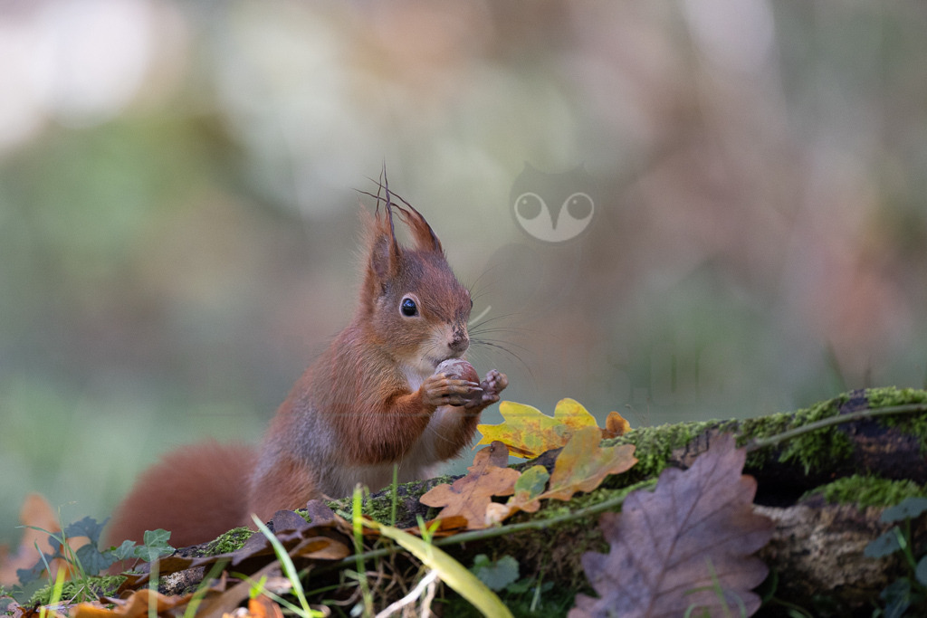 20231112105234-2 | Eurasische Eichhörnchen (Sciurus vulgaris) leben in Nadel-, Laub- und Mischwäldern mit alten Baumbeständen und sind fast in ganz Europa verbreitet. In Deutschland und vielen anderen Ländern haben sie sich auch städtische Lebensräume erschlossen. Sie halten sich gern in der Nähe von Menschen auf und sind in Gärten und Parks zu finden, solange es dort genügend Nahrung und Unterschlupf gibt. - Realisiert mit Pictrs.com