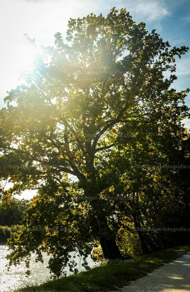 Baum mit Sonne im Hintergrund | Baum mit Sonne im Hintergrund - Realisiert mit Pictrs.com