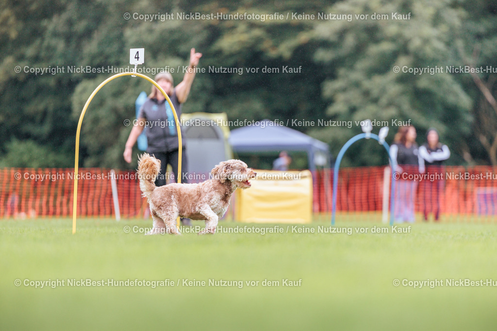 BSP Hoopers-H2-2026-Nickbest-Hundefotografie-TuS Komet Arsten e.V.-4669 | Dein Hund! Dein Moment! Deine Erinnerungen! Hundefotografie in Bremen Blumenthal. Ich fange die besonderen Momente deines Vierbeiners ein – ob Indoor mit Blitzanlage oder in der freien Natur. Sicher dir dein Moment und dein Termin für eure Erinnerungen.