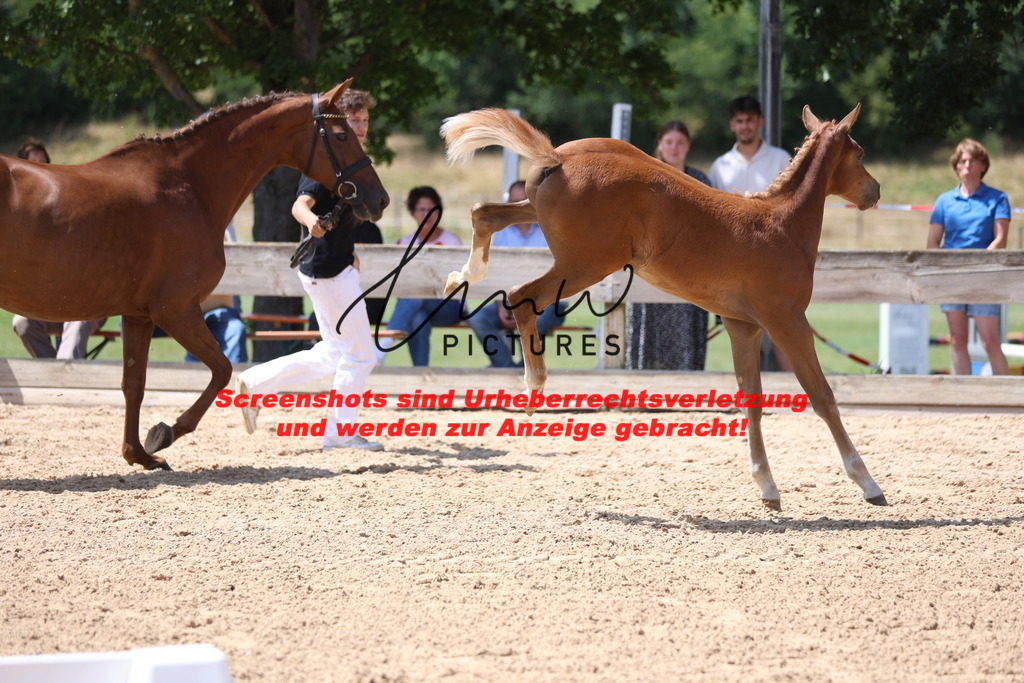 Fohlenschau_Schwäbisch_Hall_springbetonte_Fohlen_KN 54_5 | lmwpictures - Realisiert mit Pictrs.com