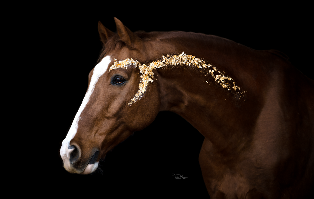 Leonidas h | Emotionale Pferde- & People-Fotografie rund um Heidelberg, Leimen & Umgebung. Natürliche Fotos von Pferd, Mensch & Familie. Jetzt Termin sichern!