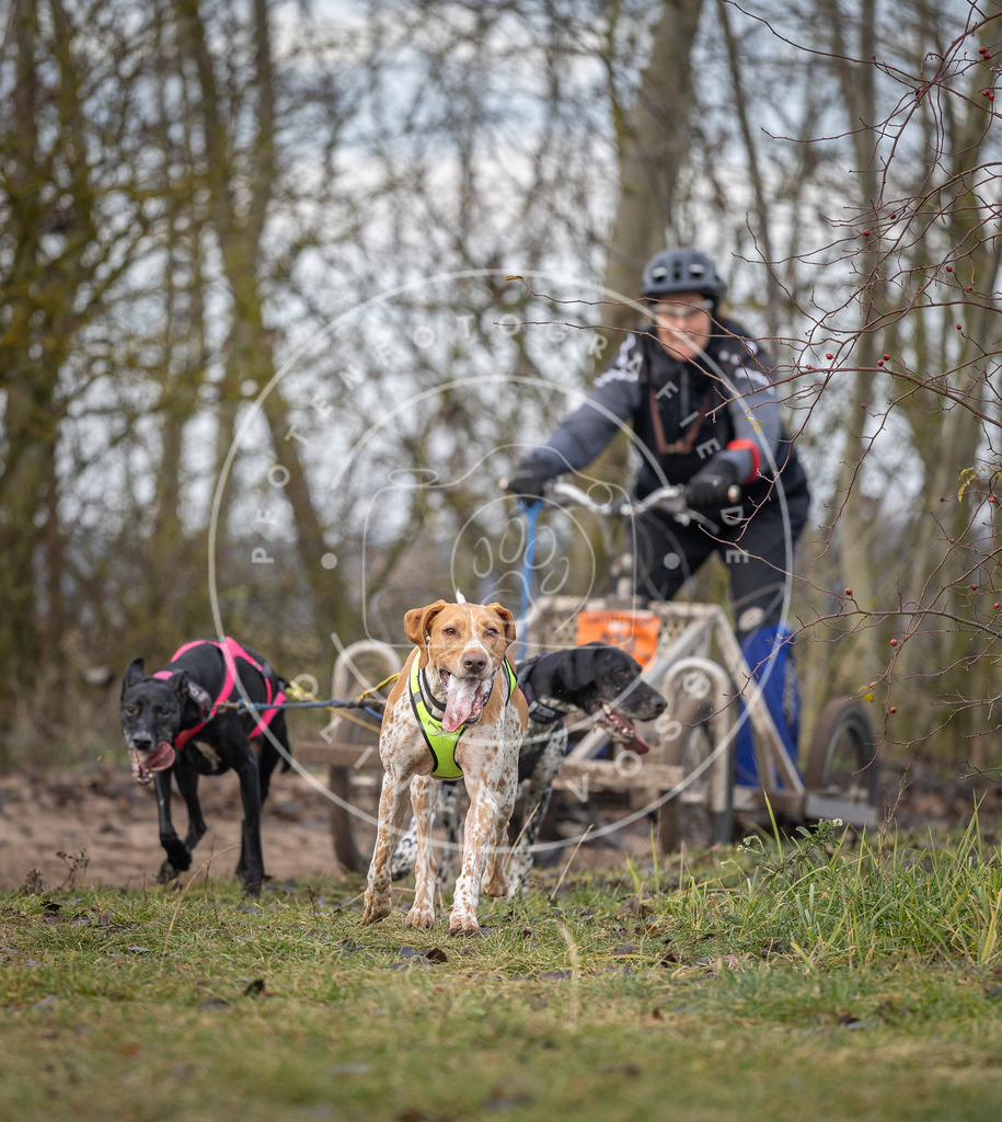 Pfotenfotografie_DV3A6098 | Hundefotografie, Tierfotograf, Pfotenfotografie, Fotoshooting Hund, Hunde Portrait, Hundesport, Hundeportraits, Heideshooting, Hunde, Sportfotograf, Hundefotograf, Turnierhundsport, THS,  - Realisiert mit Pictrs.com